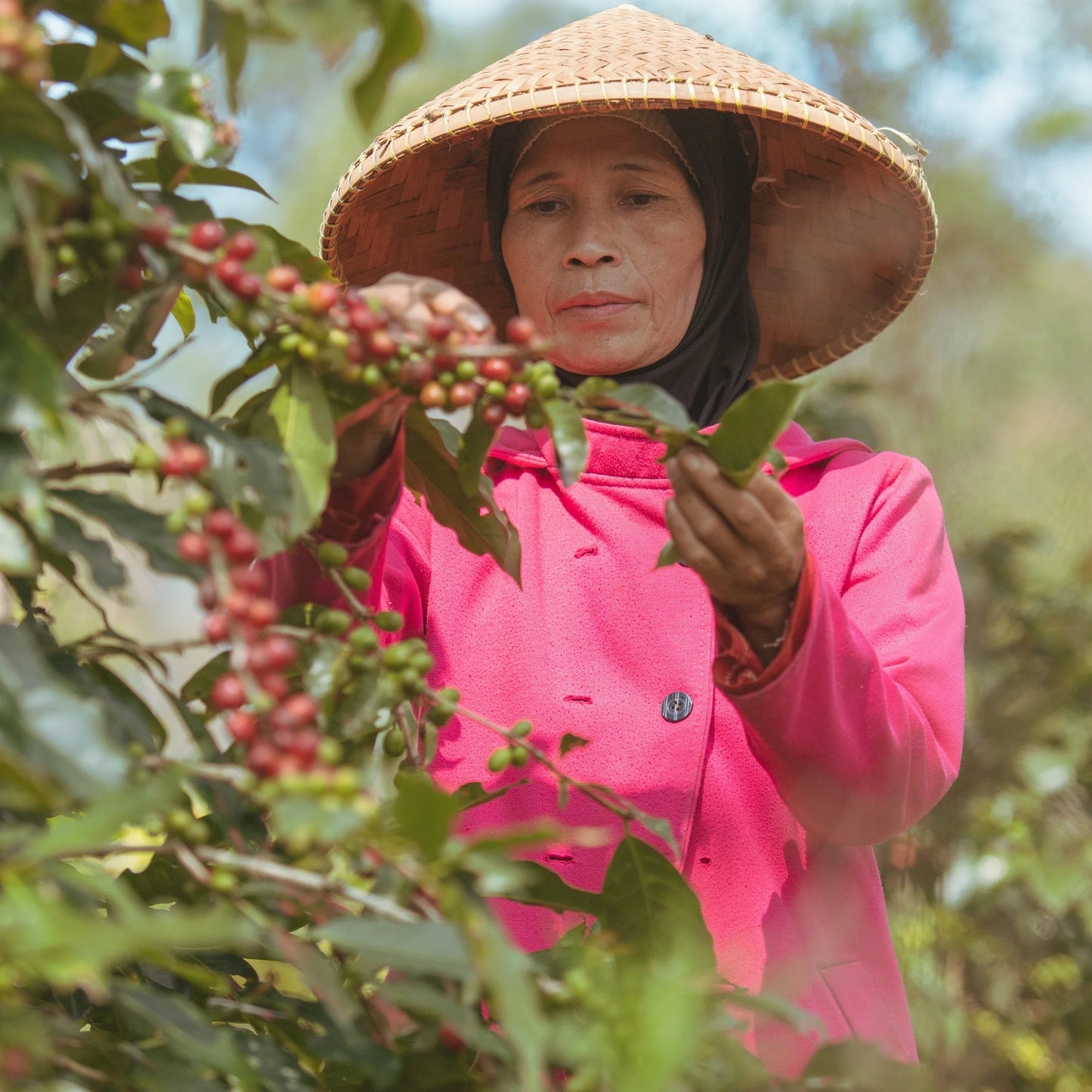 【NEW】여름의 유혹 / Indonesia Java Frinsa Estate 2022 Natural | 150g & 300g