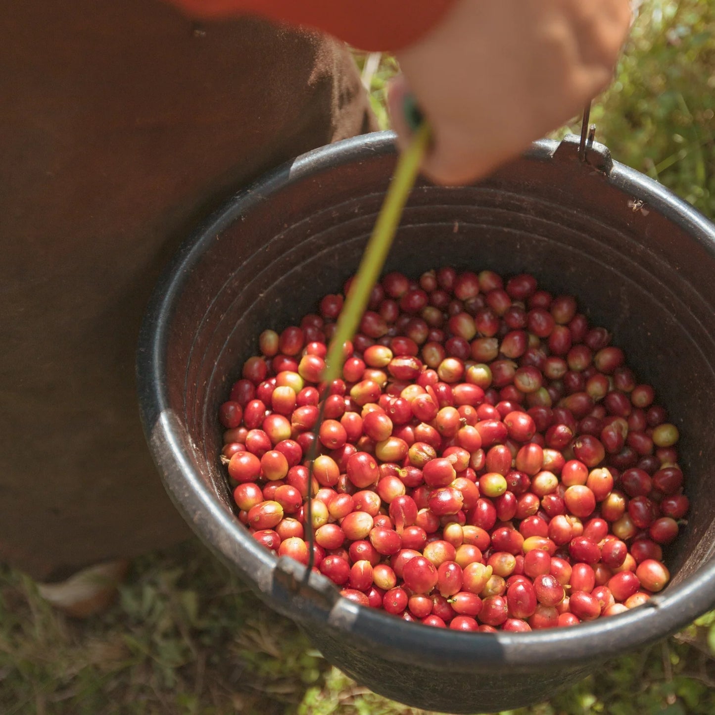 【NEW】여름의 유혹 / Indonesia Java Frinsa Estate 2022 Natural | 150g & 300g