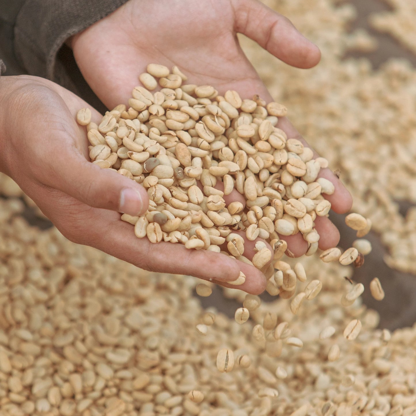 【NEW】여름의 유혹 / Indonesia Java Frinsa Estate 2022 Natural | 150g & 300g