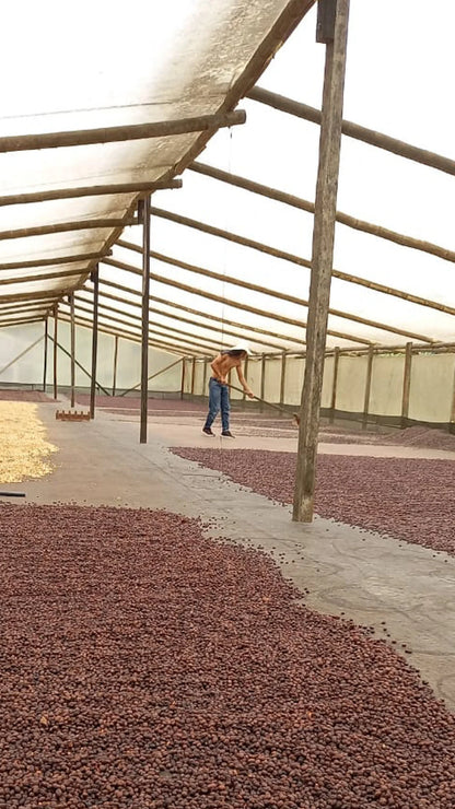 Colombia Aroma Nativo Pink Bourbon DF Honey | 100g